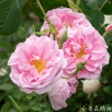 玫瑰精油对皮肤好吗？玫瑰精油可以美容吗？
