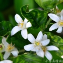 苦橙花精油淡斑效果如何？橙花精油淡斑怎么使用？