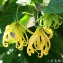 依兰精油可以护发吗？依兰精油能治疗脂溢性脱发吗?