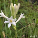 晚香玉精油抗皱怎么样？晚香玉精油护肤怎么用？