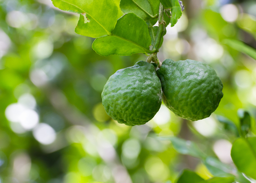 佛手柑benefits-of-bergamot-featured.jpg