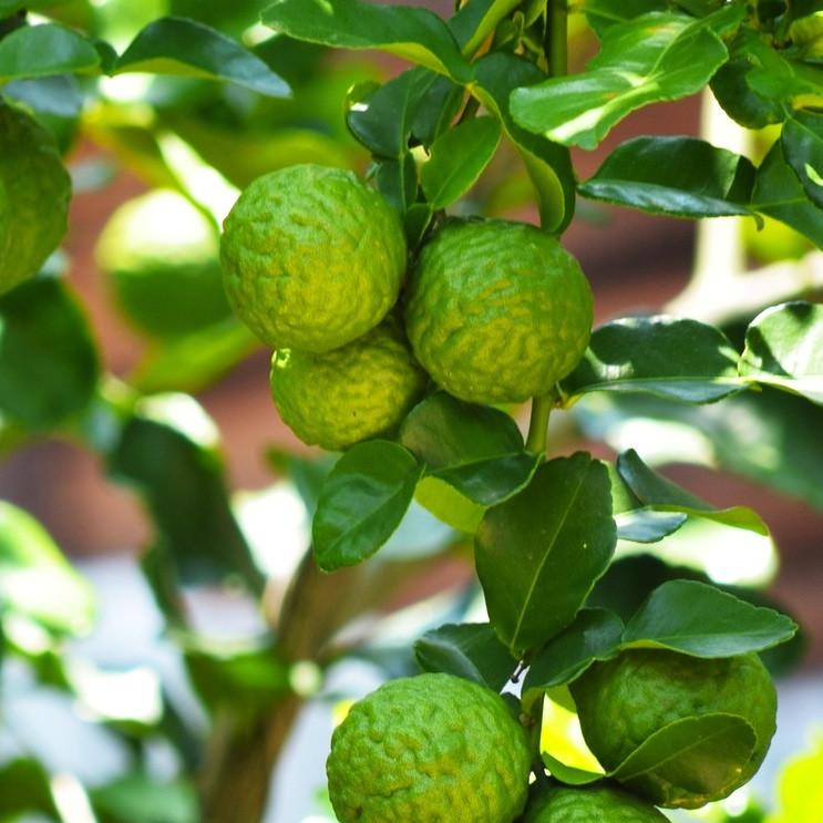 佛手柑bergamot-on-tree-cropped-shutterstock.jpeg