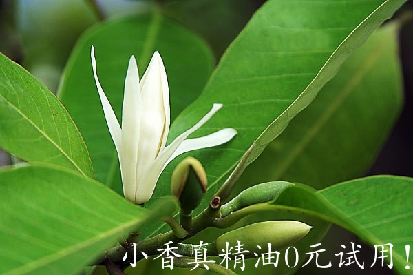白兰花.jpg