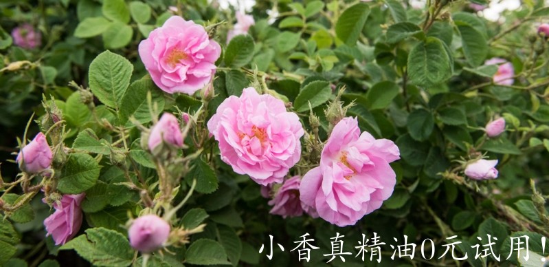 摩洛哥玫瑰rose_morocco_6.jpg