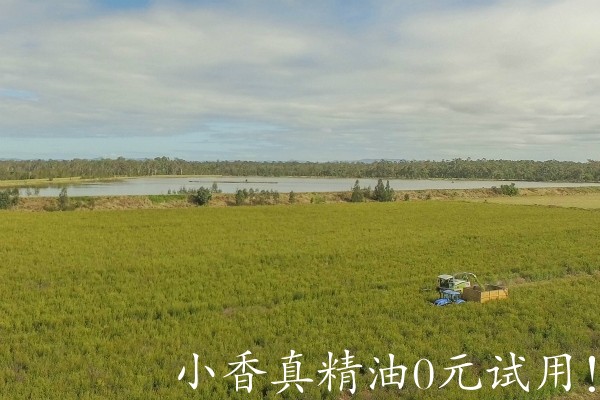 茶树收割14540355712046552.jpg