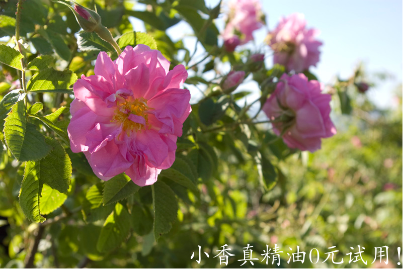 大马士革玫瑰.png