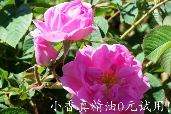 大马士革玫瑰120750p2dry5c1dsvv2yed.jpg.thumb.jpg