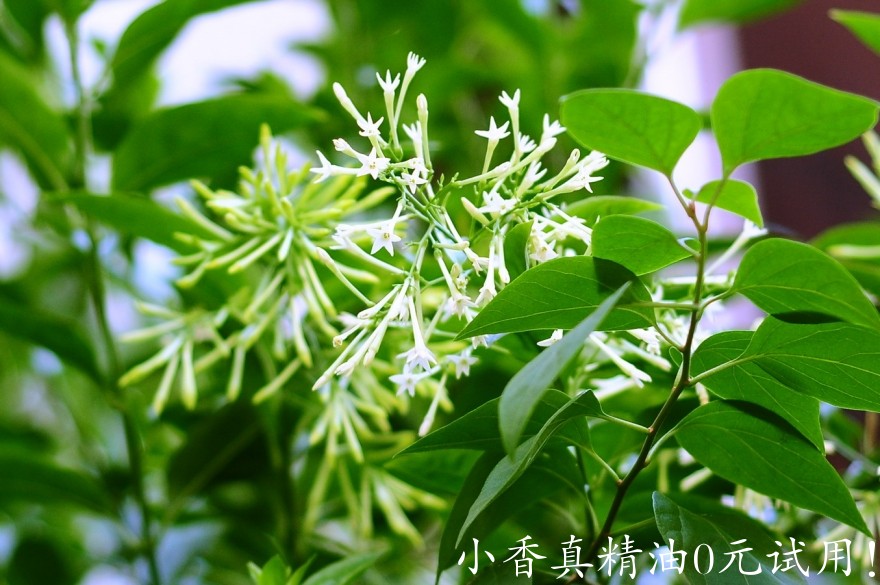 夜来香.jpg