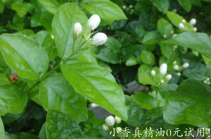 茉莉花06151615573434456.JPG