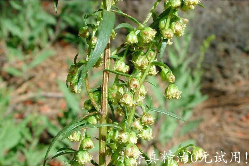 龙艾 tarragon-Artemisia Dracunculus 11.jpg