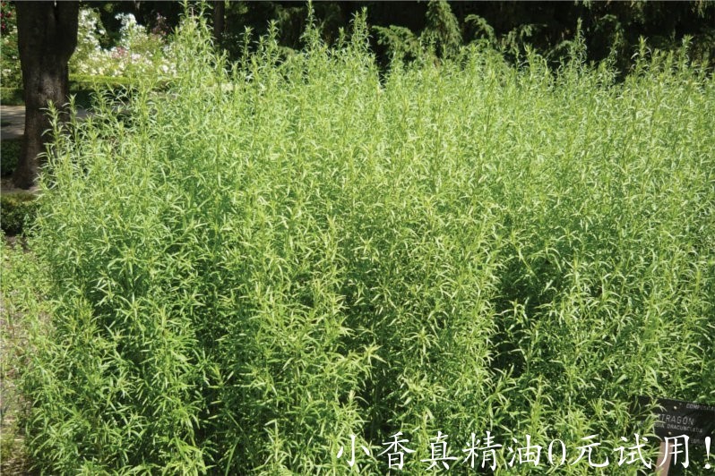 龙艾 tarragon-Artemisia Dracunculus.jpg