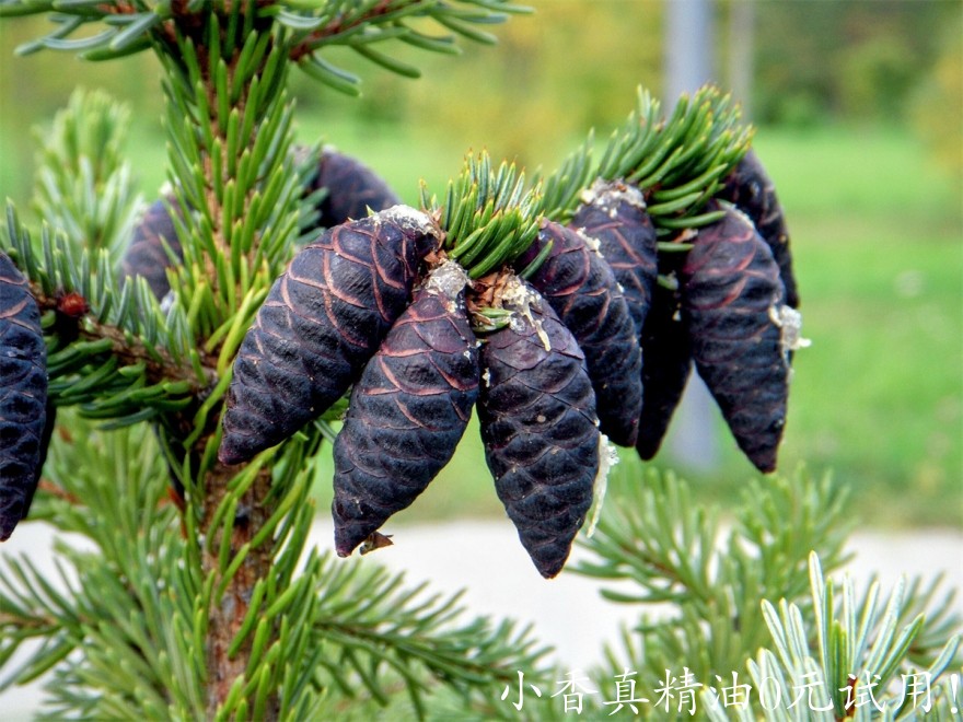 黑云杉Black-spruce-scaled.jpg
