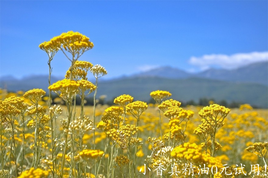 永久花immortelle-e1402495460773.jpg
