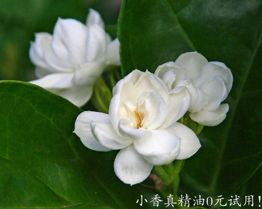 10070茉莉.jpg
