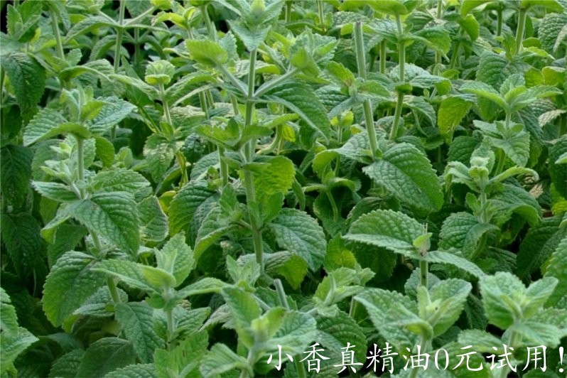 欧薄荷 peppermint-Mentha Piperita.jpg