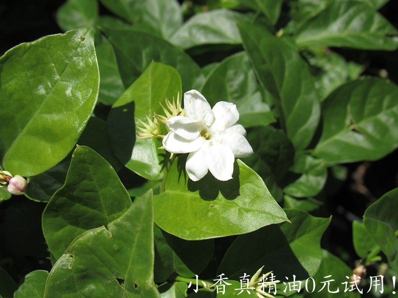 10051茉莉.jpg