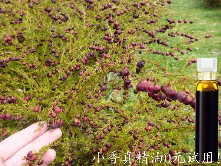 波罗尼花原精.jpg