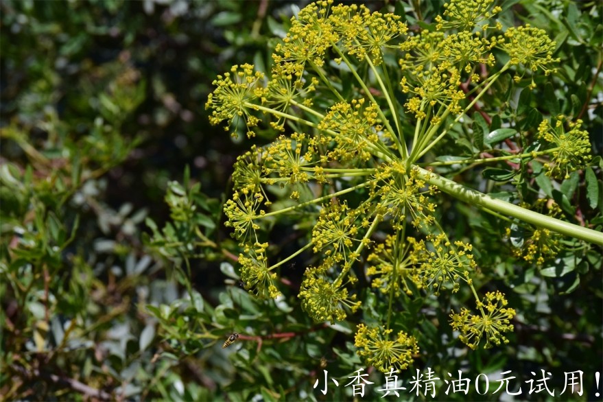甜茴香Image by Ulrike Leone from Pixabay 3.jpg