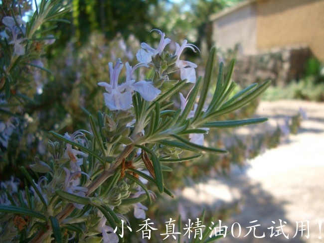 桉油醇迷迭香rosmarinus-officinalis2_5.jpg