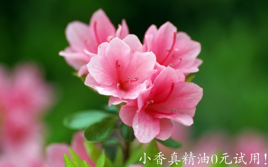 髯花杜鹃1.jpg