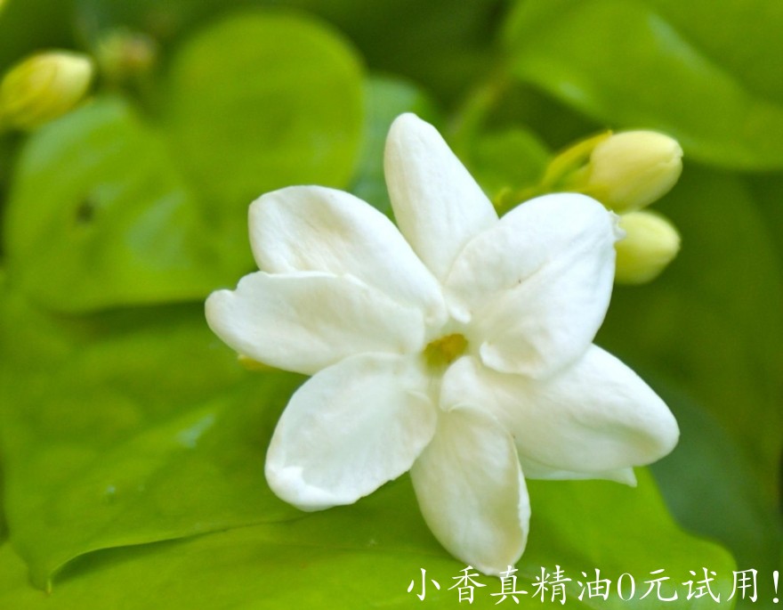10047茉莉.jpg