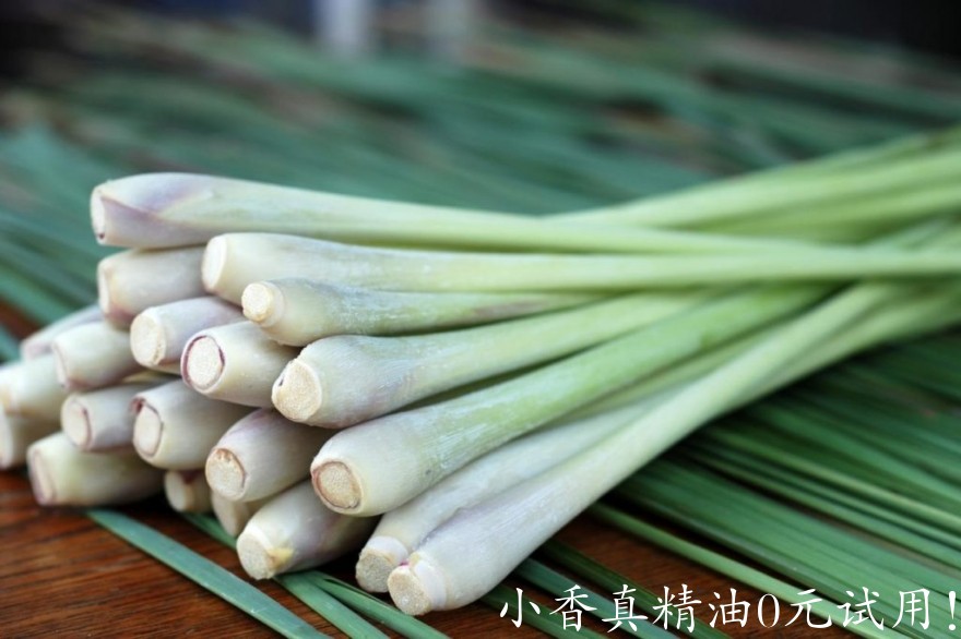 10016柠檬草.jpeg