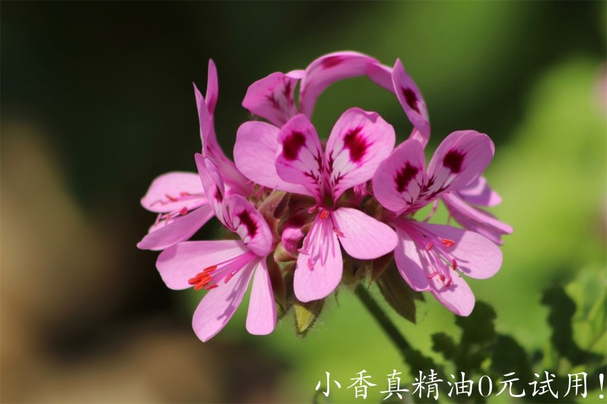 波旁天竺葵该图片由Annette Meyer在Pixabay上发布.jpg