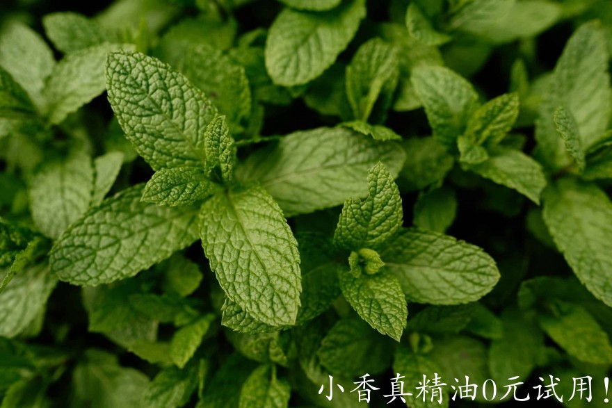 10020薄荷.jpg
