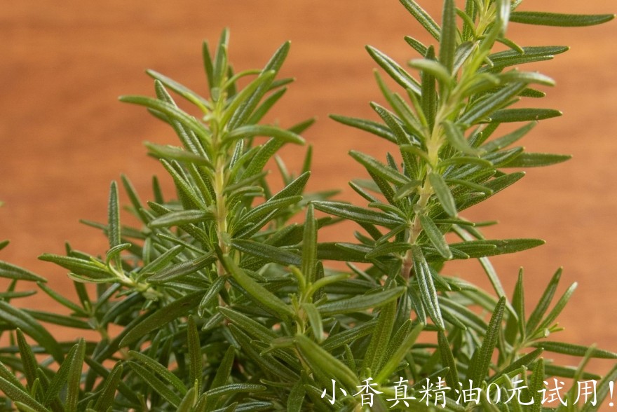 10006迷迭香.jpg