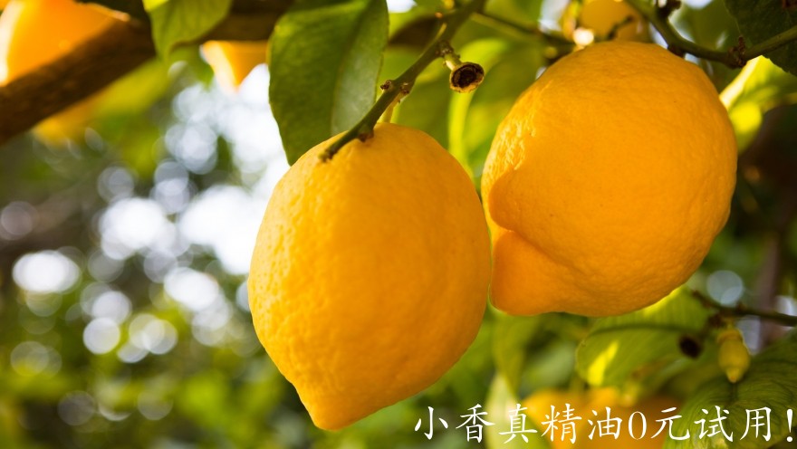 10046柠檬.jpg