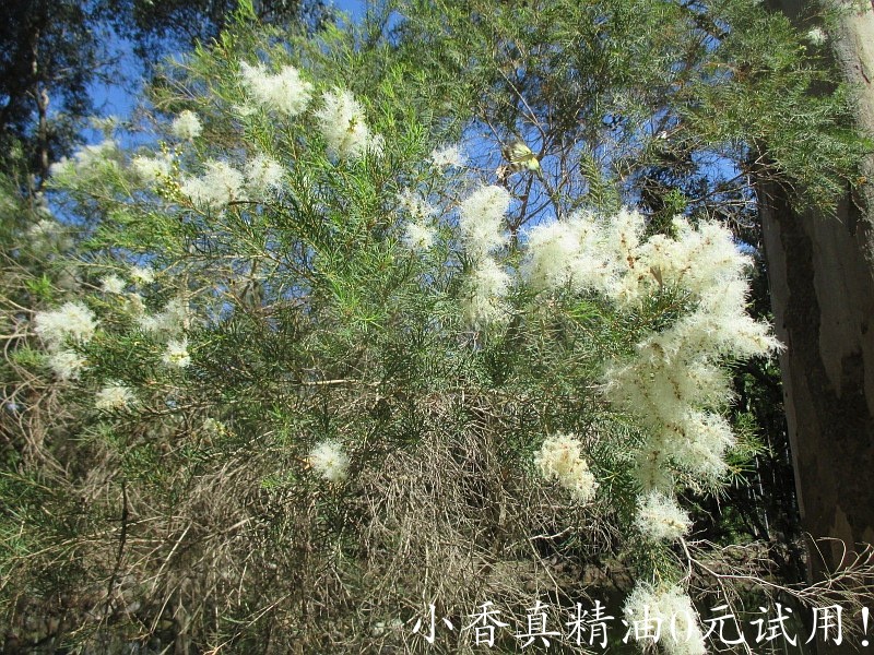 10021茶树.jpg