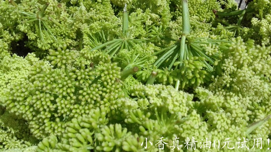 海茴香Rock-Samphire-scaled.jpg