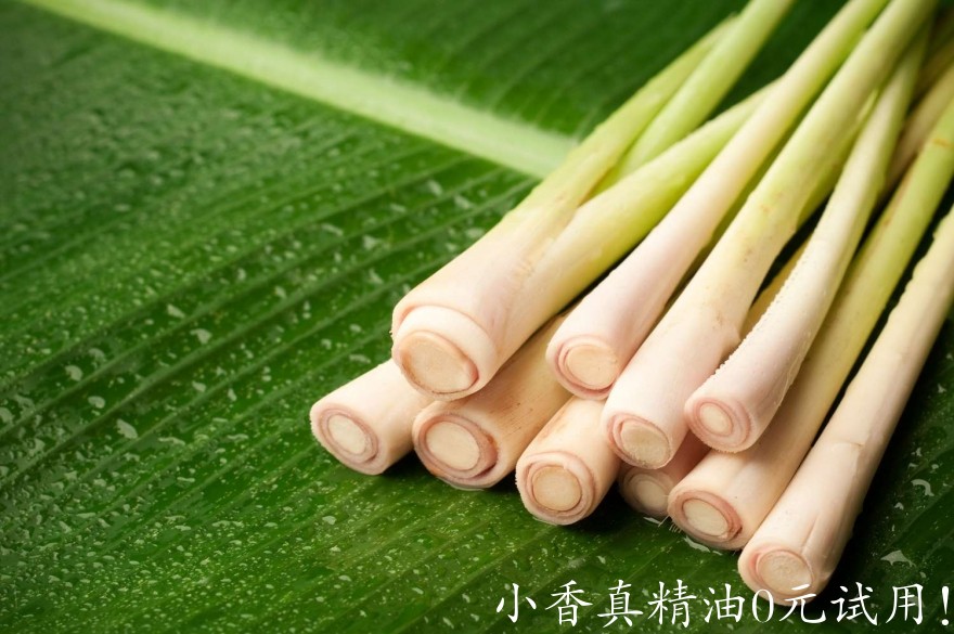 10034柠檬草.jpg
