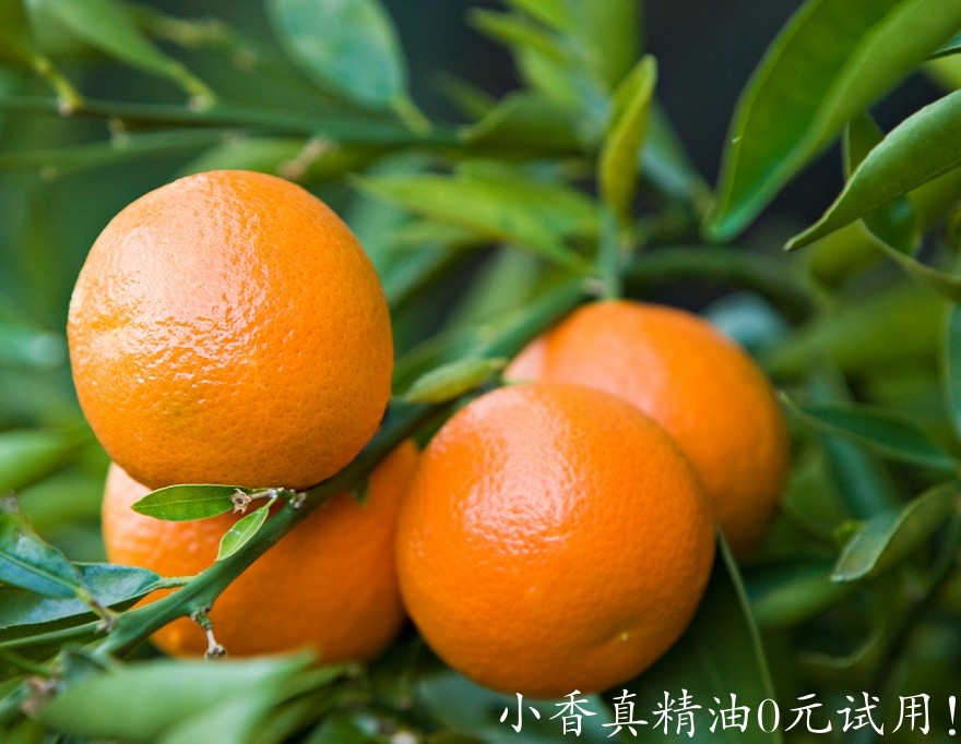 克莱蒙橙2063CitrusreticClementine.jpg