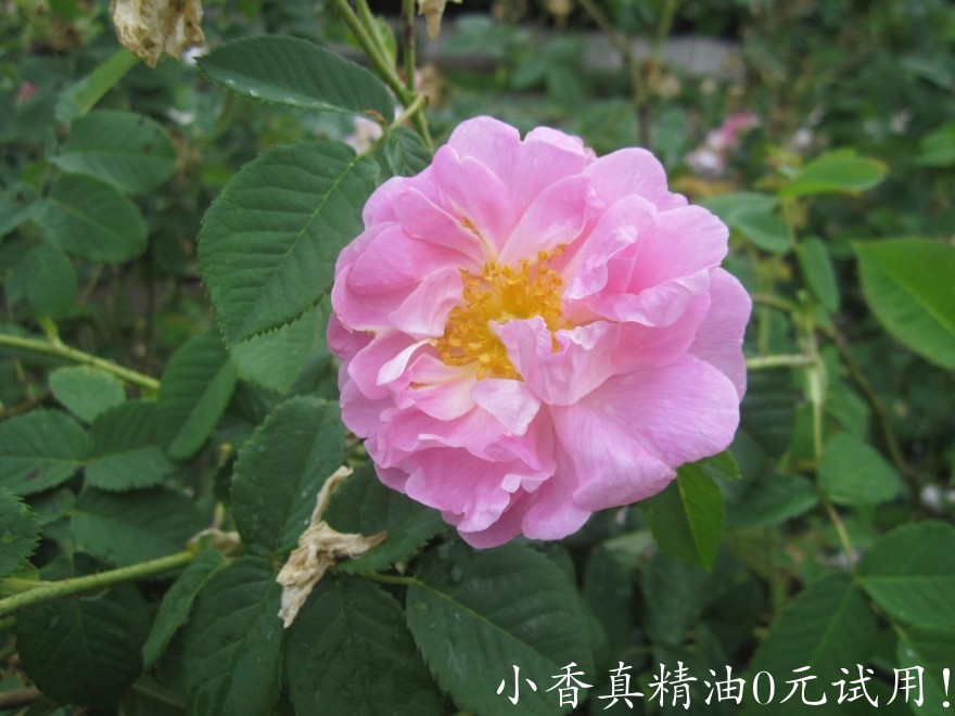 10008玫瑰.jpg