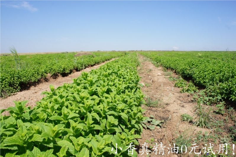 绿薄荷(荷兰薄荷)spearmint-Mentha Spicata 11.jpg