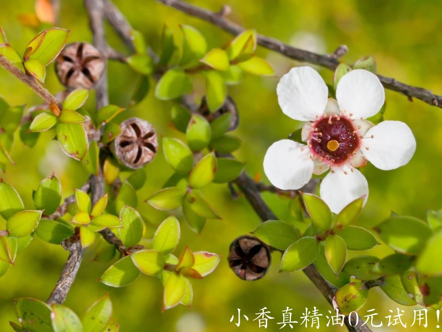 10037松红梅.jpg