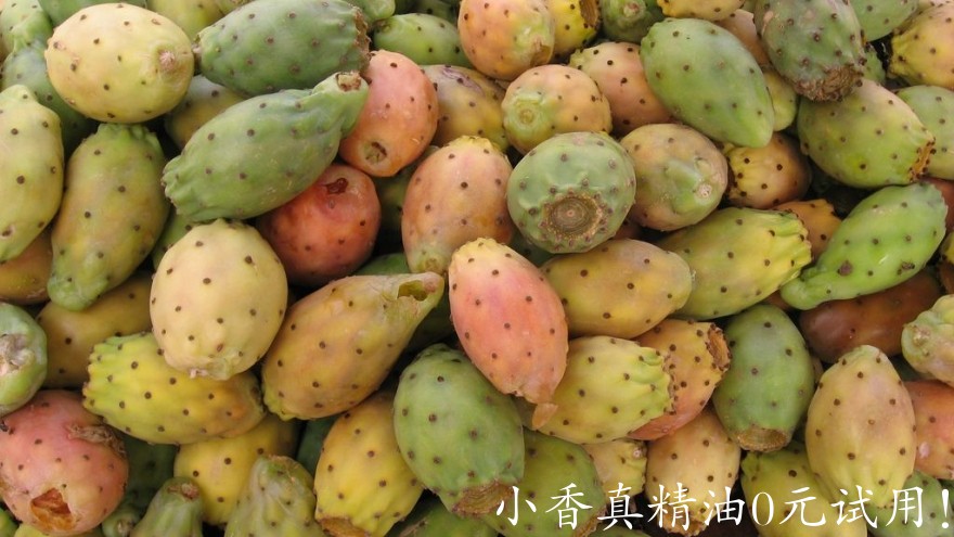 仙人掌opuntia-ficus-indica-fruit-16-9clue.jpg