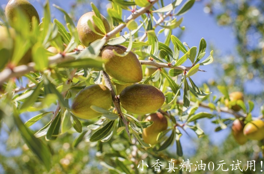 摩洛哥坚果油Arganier.jpg