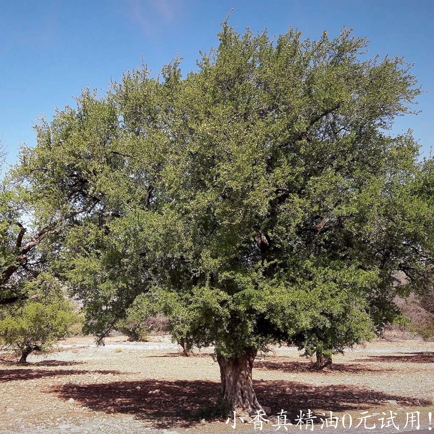 摩洛哥坚果油argan_tree_1Argania_spinosa_2048x.jpeg