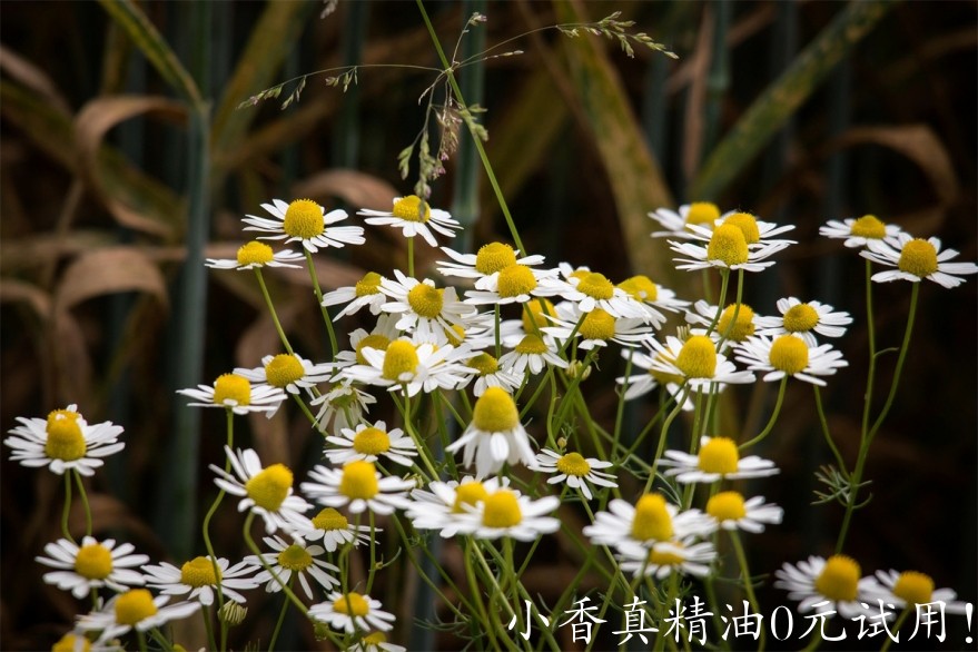 德国洋甘菊Image by Thomas B. from Pixabay .jpg