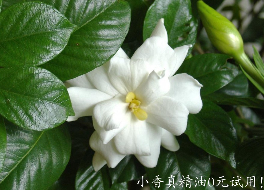 栀子花dsc00247.JPG.rend.hgtvcom.1280.960.jpeg