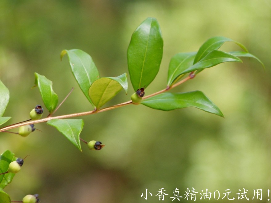 10028香桃木.jpeg