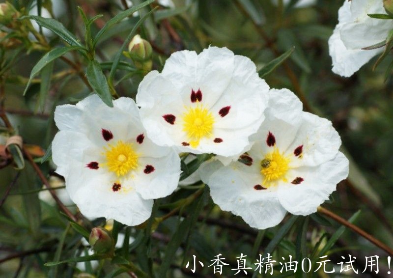 岩玫瑰Cistus-ladanifer-L.-subsp.-ladanifer-157265.jpg