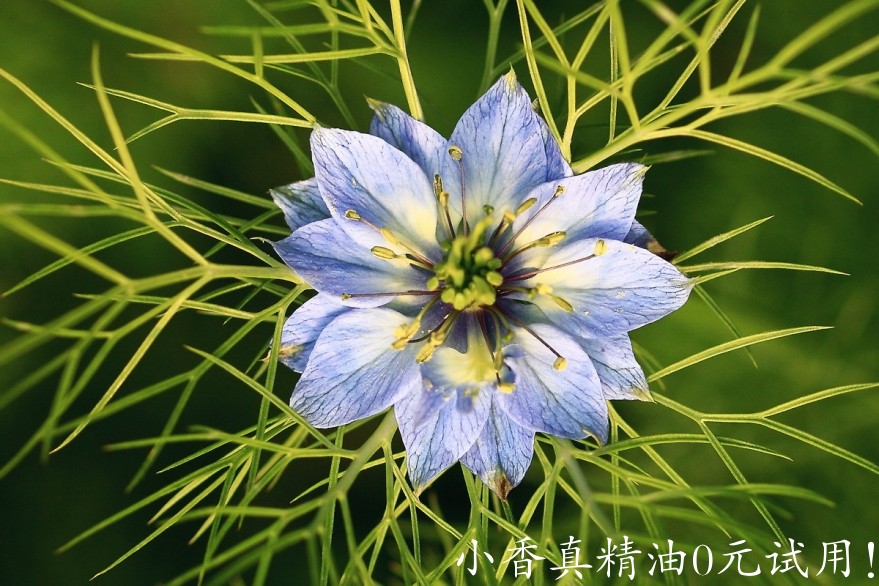 黑种草.jpg