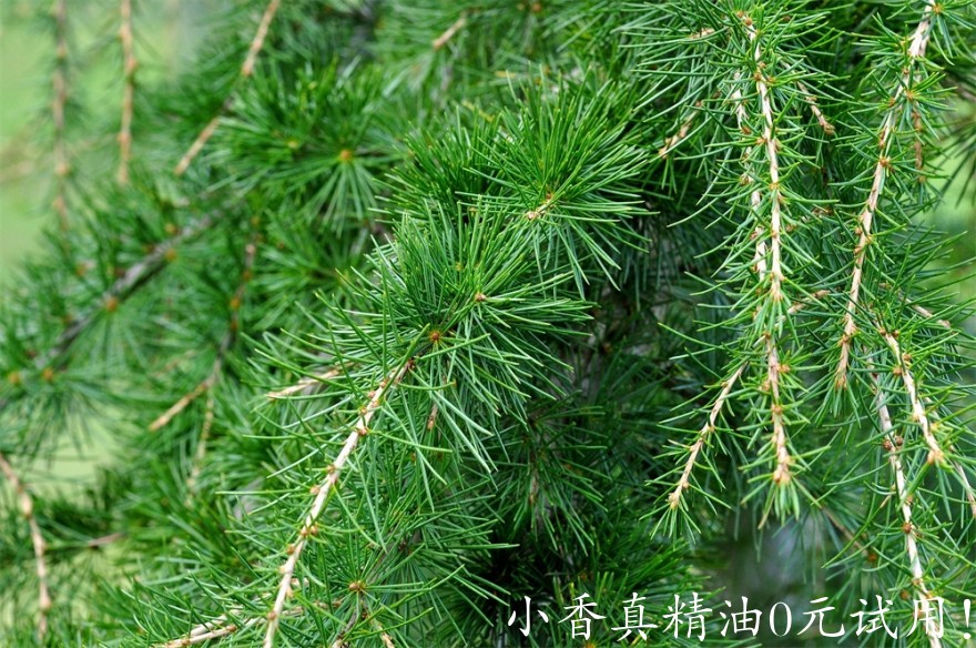 雪松该图片由Pezibear在Pixabay上发布 .jpg