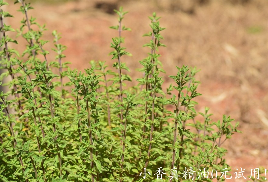 马郁兰Image by Ulrike Leone from Pixabay.jpg