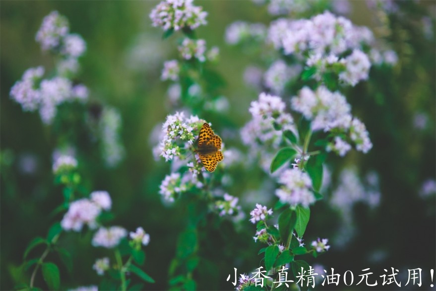 牛至Image by Karolina Grabowska from Pixabay.jpg