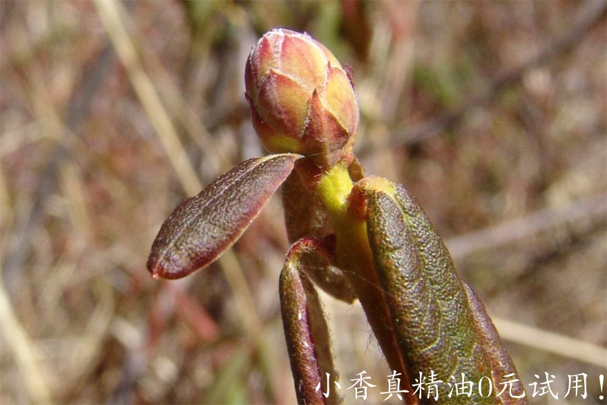 格陵蘭喇叭茶 labrador tea-Ledum Groenlandicum 22.jpg