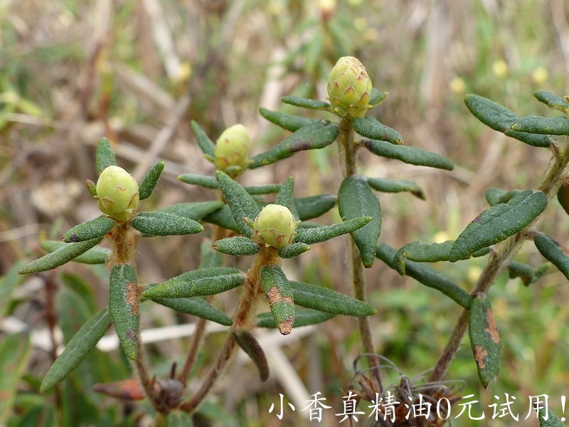 格陵兰喇叭茶ap126031.jpg